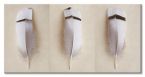 Canvas Egyptian Goose Feather Triptych z trzema ptasimi piórami