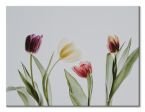 Obraz kolorowe Tulipany