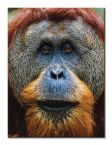 Canvas Orangutan