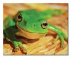 Obraz na płótnie z zieloną żabką