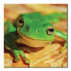 Canvas z Zieloną żabą