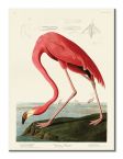 Canvas American Flamingo