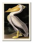 Canvas American White Pelican