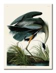 Obraz z Great Blue Heron z czaplą