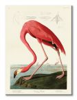 Canvas z Flamingiem