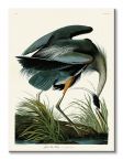 Canvas z ptakiem Great Blue Heron