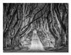 Czarno-biały obraz Droga przez las