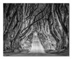 Czarno-biały canvas Droga przez las