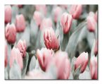 Canvas Różowe tulipany