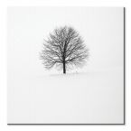 Kwadratowy canvas Samotne Drzewo