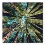 Kwadratowy canvas z drzewami Looking up