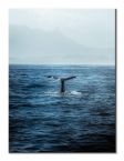 Ogon Wieloryba na obrazie na płótnie