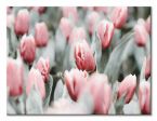 Płócienny obraz Różowe tulipany