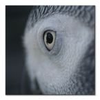 Canvas Oko Sowy