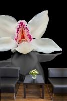 fototapeta z białym kwiatem orchidei w pokoju za czarnymi fotelami