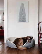 Obraz na płótnie Flatiron, New York wiszący na białej ścianie nad łóżkiem dla psa