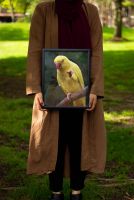 Plakat z Żółtą papużką w czarnej ramie