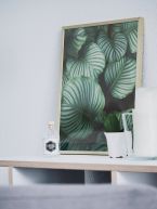 Botaniczny plakat Liście Kalatea Okrągłolistna w drewnianej ramie postawiony na półce