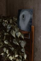 Obraz na płótnie Oko Sowy postawiony na drewnianym regale