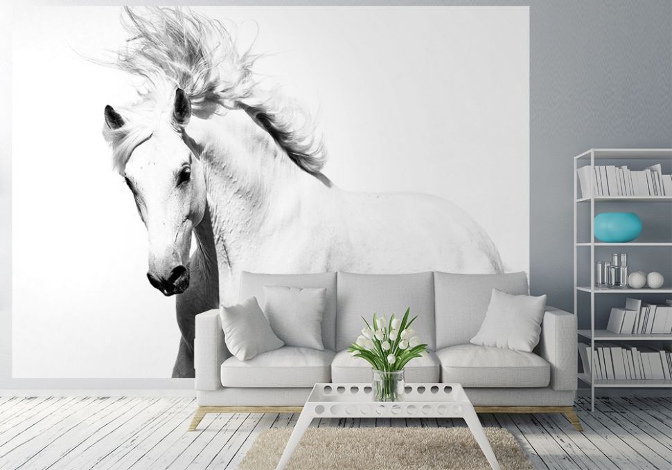 Pikny biały koń arabski na dużej fototapecie