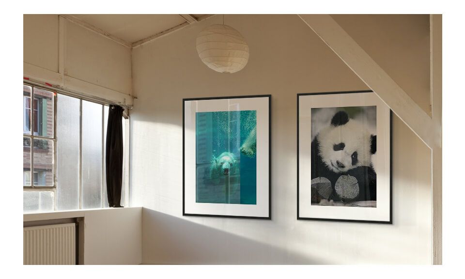 Niedźwiedź i Panda na obrazach wiszących w pokoju