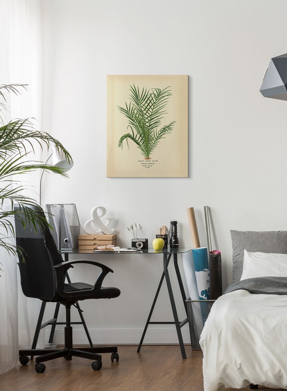 Obraz na płótnie Spiny Date Palm wiszący w sypialni na białej ścianie nad czarnym szklanym biurkiem