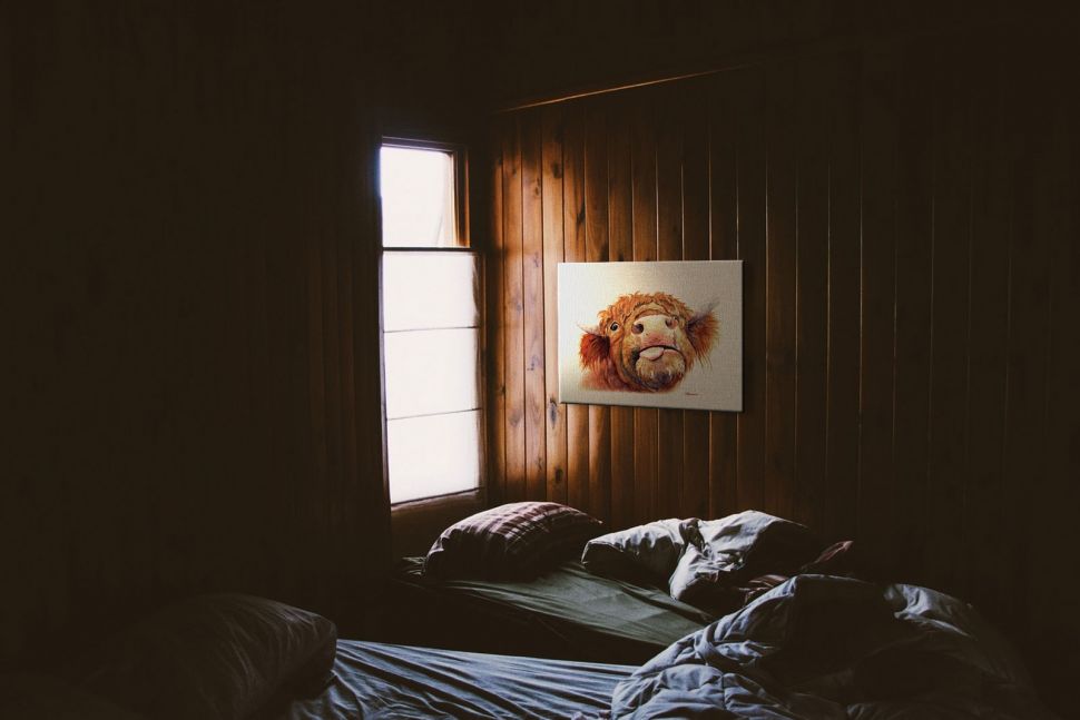 Canvas z krową Baxter wiszący w pokoju na drewnianej ścianie nad łóżkiem