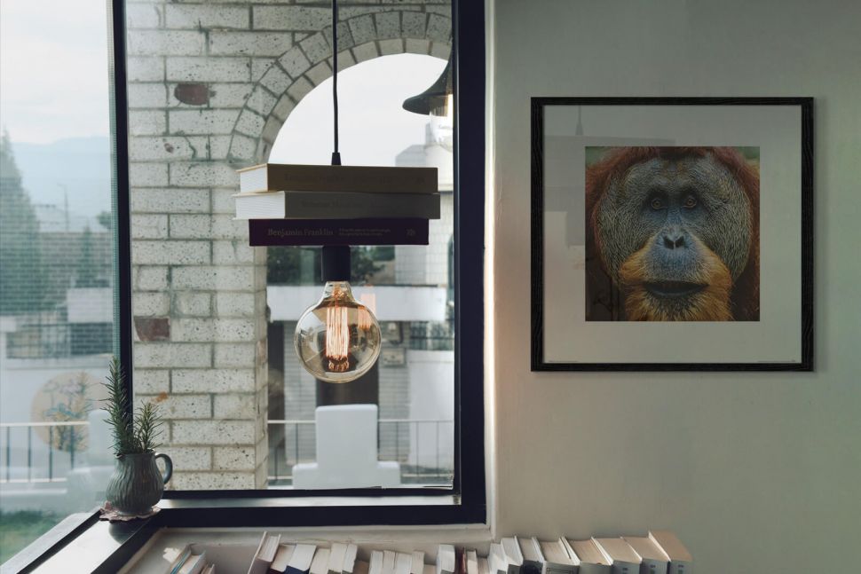 Reprodukcja z Orangutanem powieszona obok okna w czarnej ramie