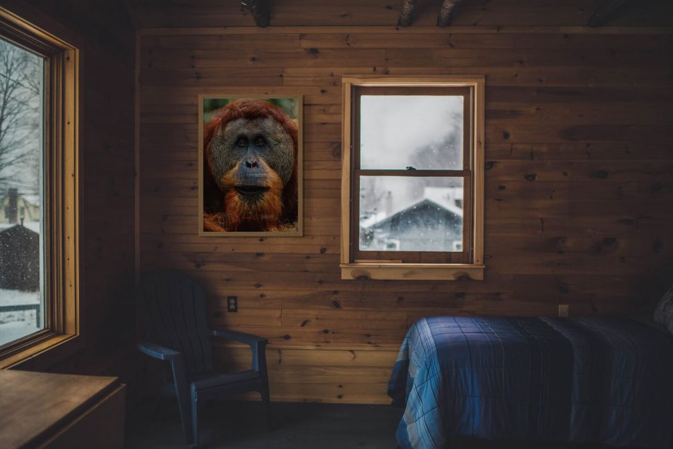 Orangutan na plakacie powieszonym na drewnianej ścianie