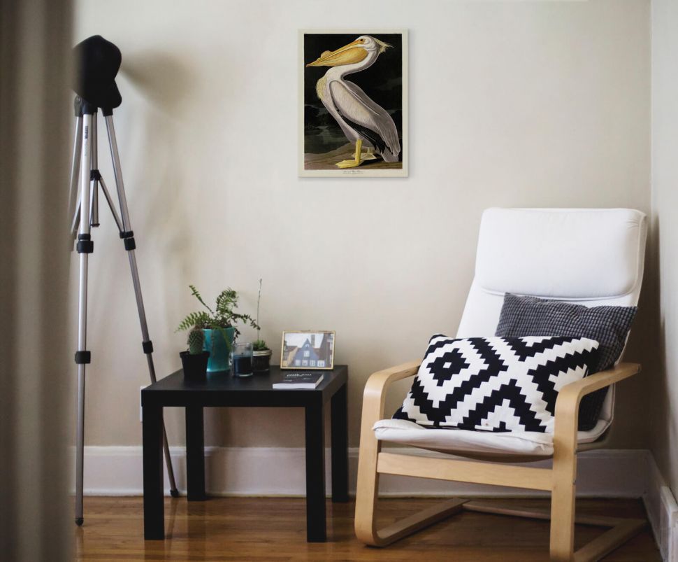 Canvas American White Pelican powieszony w pokoju nad fotelem