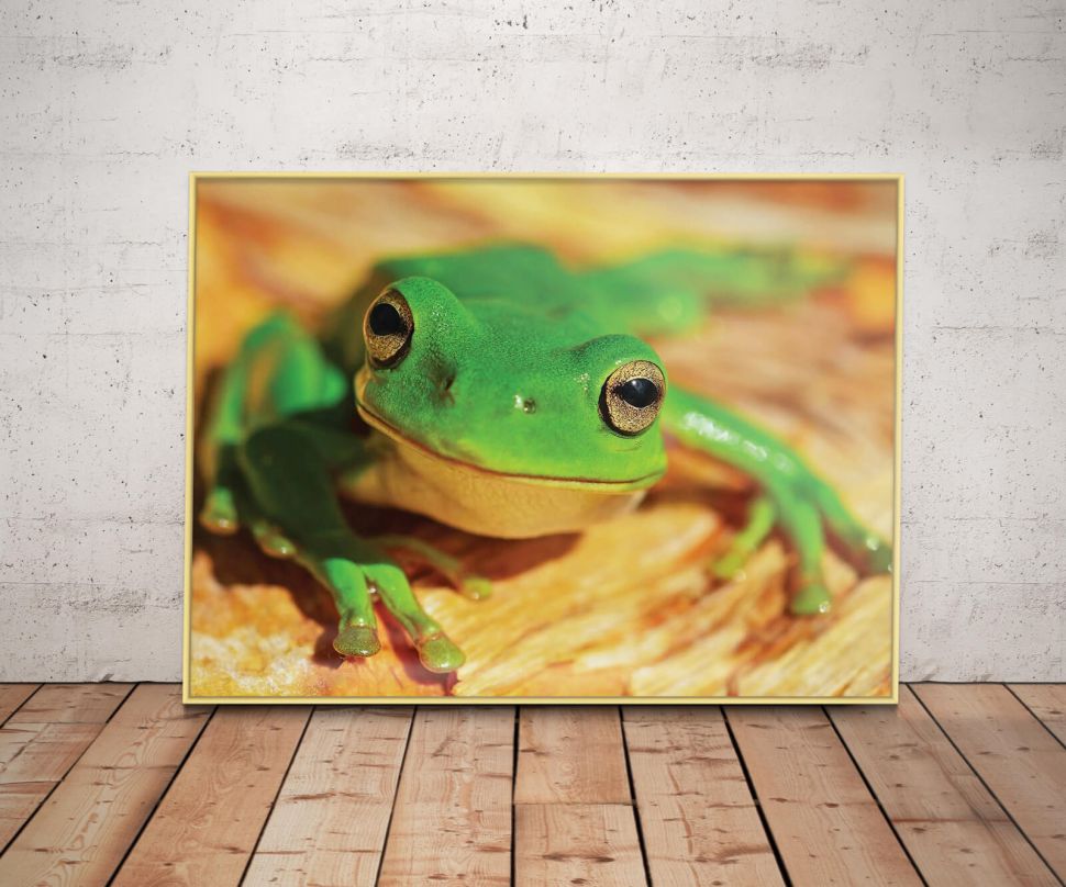 Plakat z zieloną żabką oprawiony w złotą ramkę 60x80 cm