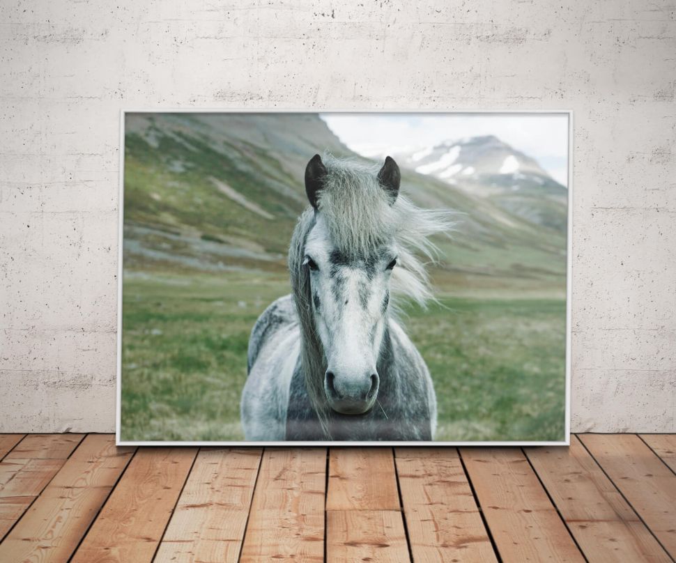 Duży plakat z białym koniem oprawiony w srebrną ramę aluminiową 60x80 cm